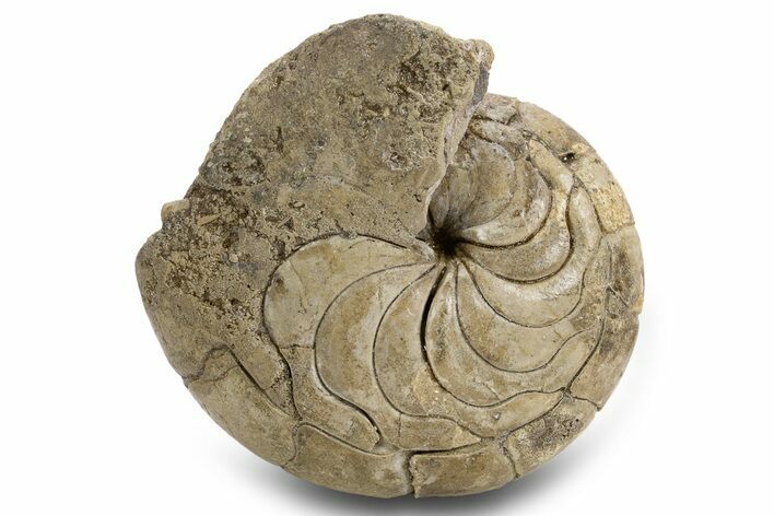 Fossil Nautilus (Aturia) - Boujdour, Morocco #306925